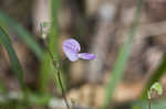 Prostrate ticktrefoil